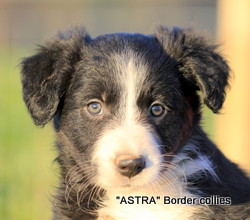 ~Black and white male, medium coat, border collie puppy